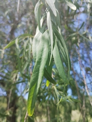 Acanthosyris falcata