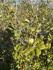 Quercus myrtifolia