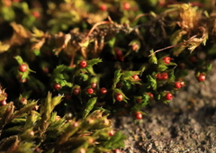 Schistidium apocarpum