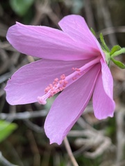 Hibiscus pedunculatus