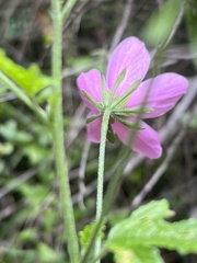 Hibiscus pedunculatus
