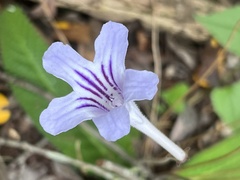 Streptocarpus rexii