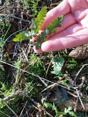 Dryopteris intermedia