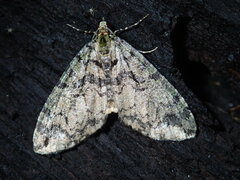 Hydriomena nubilofasciata
