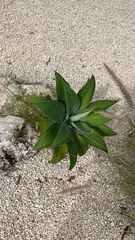 Agave attenuata