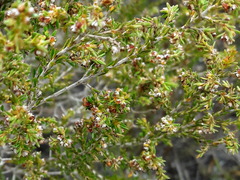 Erica subcapitata
