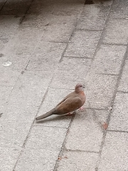 Streptopelia senegalensis