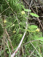 Asparagus retrofractus