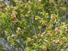 Erica subcapitata