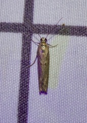 Homoeosoma electella
