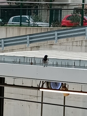 Corvus cornix