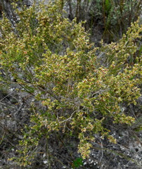 Erica subcapitata