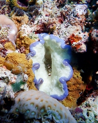 Ancylocaris brevicarpalis