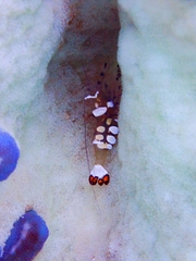 Ancylocaris brevicarpalis