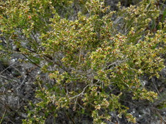 Erica subcapitata