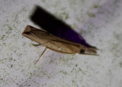 Fissicrambus mutabilis