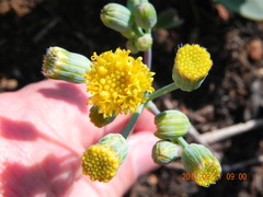 Senecio rhomboideus