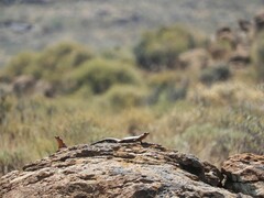 Karusasaurus polyzonus