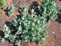 Senecio rhomboideus