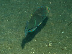 Anampses geographicus