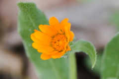 Calendula