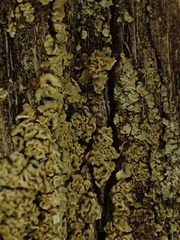 Hypocenomyce scalaris