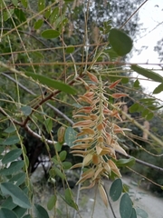 Alvaradoa amorphoides