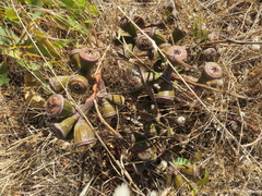 Eucalyptus cosmophylla