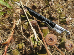 Eucalyptus cosmophylla