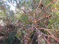 Eucalyptus cosmophylla