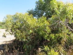Eucalyptus cosmophylla