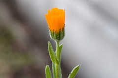 Calendula