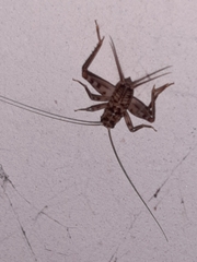 Gryllomorpha dalmatina