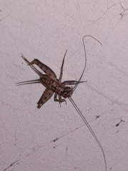 Gryllomorpha dalmatina