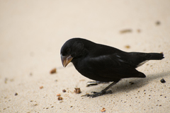 Medium Ground-Finch photo 2
