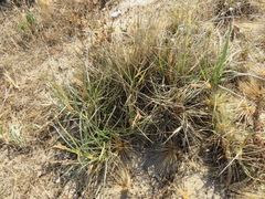 Spinifex hirsutus