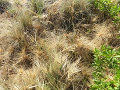 Spinifex hirsutus
