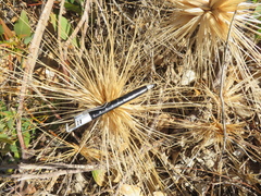Spinifex hirsutus