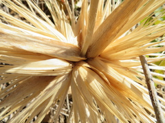 Spinifex hirsutus