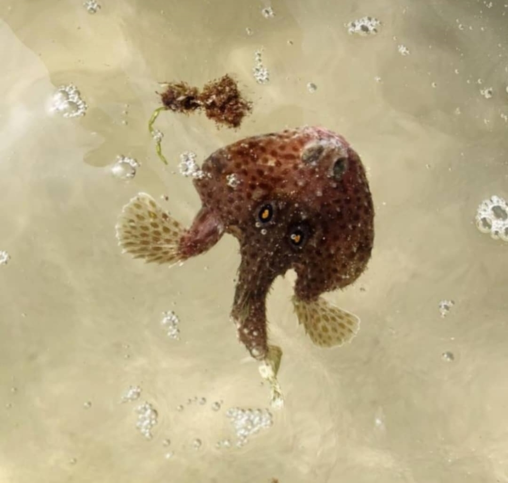 Rounded batfish (Zalieutes elater) — Ogcocephalidae