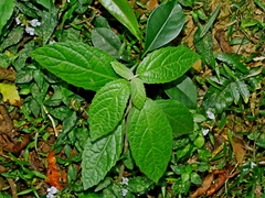 Chinese basil (Gomphostemma)