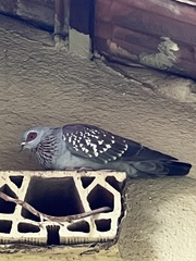 Columba guinea