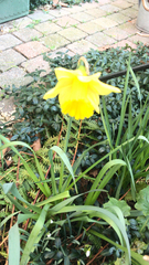 Narcissus pseudonarcissus