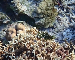 Novaculichthys taeniourus