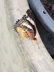 Cethosia cyane