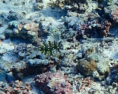 Novaculichthys taeniourus