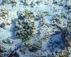 Novaculichthys taeniourus