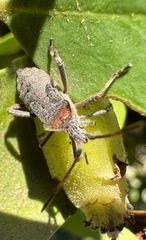 Leptoglossus chilensis