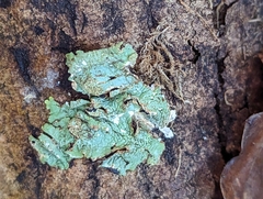 Punctelia subrudecta
