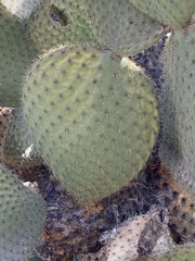 Opuntia leucotricha